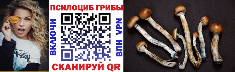 Купить  Большой Камень  Псилоцибиновые грибы Cubensis 